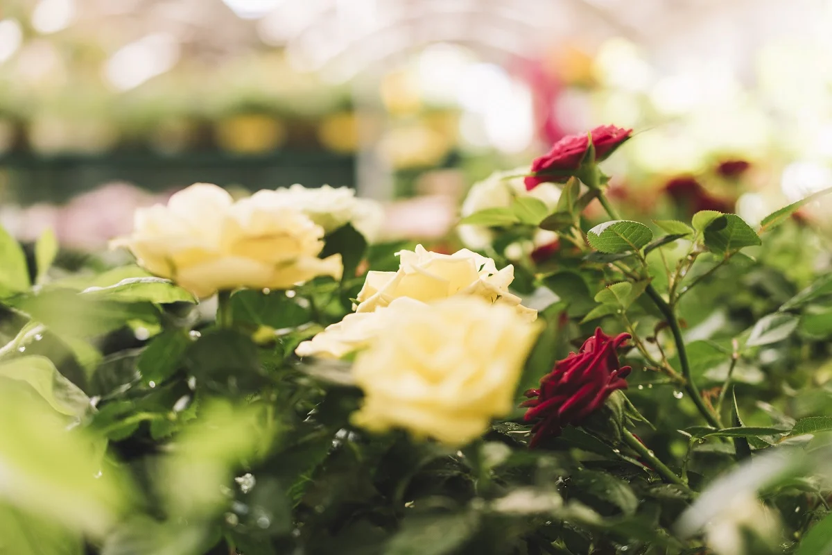 Anne-Marie FREYBURGER_Auto-hypnose